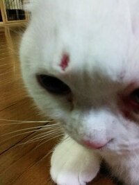 飼い猫が眉間から出血しました ケンカで出来た傷ではなく 血豆潰れた Yahoo 知恵袋