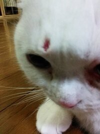 猫が眉間にシワを寄せるのはなぜですか ８ヶ月になる飼い猫が たまに Yahoo 知恵袋