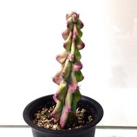 サボテン福禄竜神木について知ってる事色々教えてくださいm Yahoo 知恵袋