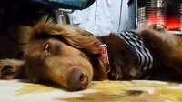 愛犬がじゅうたんばかり舐めるのはなぜですか 生後８ヶ月のトイプードル Yahoo 知恵袋