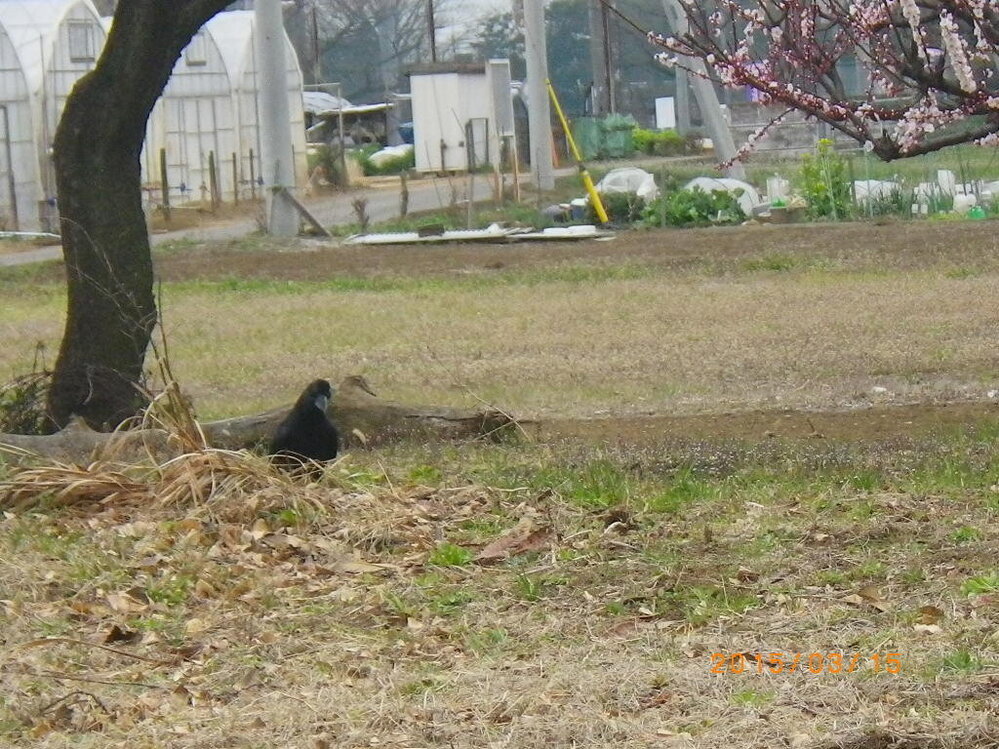 カラスを見つめていたら 寄ってきました １ｍほど近くまできました 鳥はふつう Yahoo 知恵袋