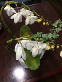 胡蝶蘭を育てているのですが 葉の一部が写真のようにぼこぼこしてしまいまし Yahoo 知恵袋