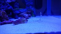 海水魚水槽についてです マガキ貝のおしりからこんなものが出てきました これは Yahoo 知恵袋