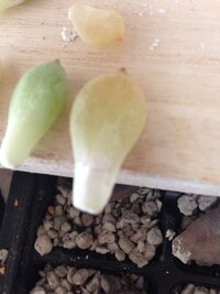 多肉植物の葉挿しなんですが画像のように緑で元気な物と腐ってしまっ Yahoo 知恵袋