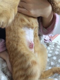 写真あり 5日前に猫の避妊手術をしたのですが今日お腹の傷 Yahoo 知恵袋