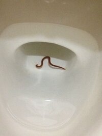 どうか サナダムシ いるか