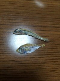 今日煮干しを食べていたら 違うような魚が混じっていました写真の Yahoo 知恵袋