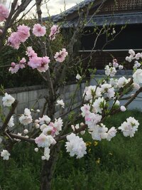 この花の名前を教えてください 同じ木に白やピンクの花を付けています Yahoo 知恵袋
