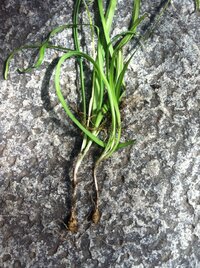 にんにくの花の調理法 トウ立ちしたにんにくの芽 花つき をいただきま Yahoo 知恵袋