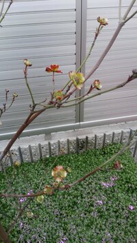 ハナミズキの花が小さくて困っています おととし娘の結婚を記念して鉢植えのハナ Yahoo 知恵袋