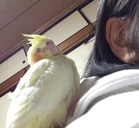 先日 家で飼っているオカメインコが私の肩にのりいつの間にか寝てしまいました Yahoo 知恵袋