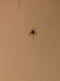 緊急です！！
この写真の蜘蛛は、益虫ですか？
うちの中をうろつき回っていて、体長が5センチくらいあるので気持ち悪いのですが…。
足高蜘蛛ですかね？？ 