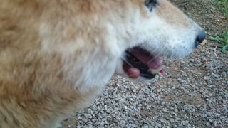 犬の口にできものができました 気付いたら犬の口にピンクの丸いできものができて Yahoo 知恵袋