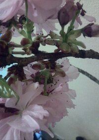 先日花屋を通りかかったら 桜 を売っていてびっくりしました 桜 Yahoo 知恵袋