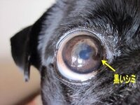 犬の目がおかしいんです 犬の眼球の白い部分 白目 に黒のできも Yahoo 知恵袋