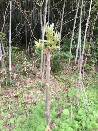 たらの芽の木と思ったのですがとげがありません しかし芽はとてもよく Yahoo 知恵袋