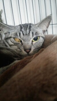 飼い猫の目の異常 飼い猫が 片目だけ目を細めます まるで眩しいような Yahoo 知恵袋