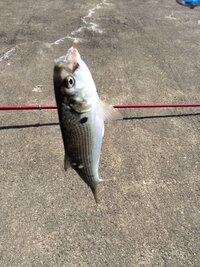 この魚は海水魚 この魚は淡水魚って見分け方ってあるのですか Yahoo 知恵袋