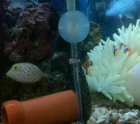 うちにいるミナミハコフグですが 昨日よりおかしいです エサを食べな Yahoo 知恵袋