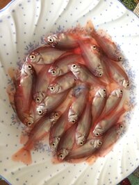 今日 若鯛を釣ったのですが お腹を開いたら 小鯛 小魚 が沢山おり Yahoo 知恵袋