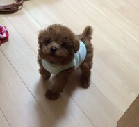 愛犬のトイプードルの成犬時の体重を予測してほしいです ５か月のトイプ Yahoo 知恵袋