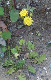 雑草で 茎の長い黄色い花のこれの名前をおしえてください オニタビラコ Yahoo 知恵袋