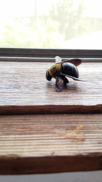 これはクマバチでしょうか 最近 家の周りでよく飛んでおり家の中に侵 Yahoo 知恵袋