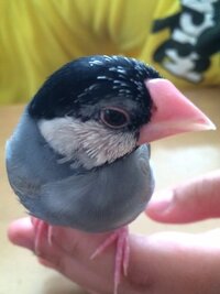 うちの桜文鳥が 毛の生え変わりの時期なのか 真っ黒だった頭の毛に白 Yahoo 知恵袋