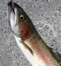 ロックトラウトやドナルドソンの見分け方や特徴を教えてください Yahoo 知恵袋