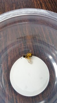 庭に小さな穴がたくさんあいています その穴のなかに足が黄色い虫が入っていきま Yahoo 知恵袋