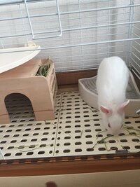 ウサギが餌入れをひっくり返します 何度怒っても聞きません どうすればよいで Yahoo 知恵袋