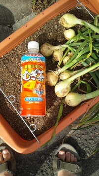 プランターで玉ねぎを栽培して 大きな玉ねぎは数個収穫したのですが 小さなサイ Yahoo 知恵袋