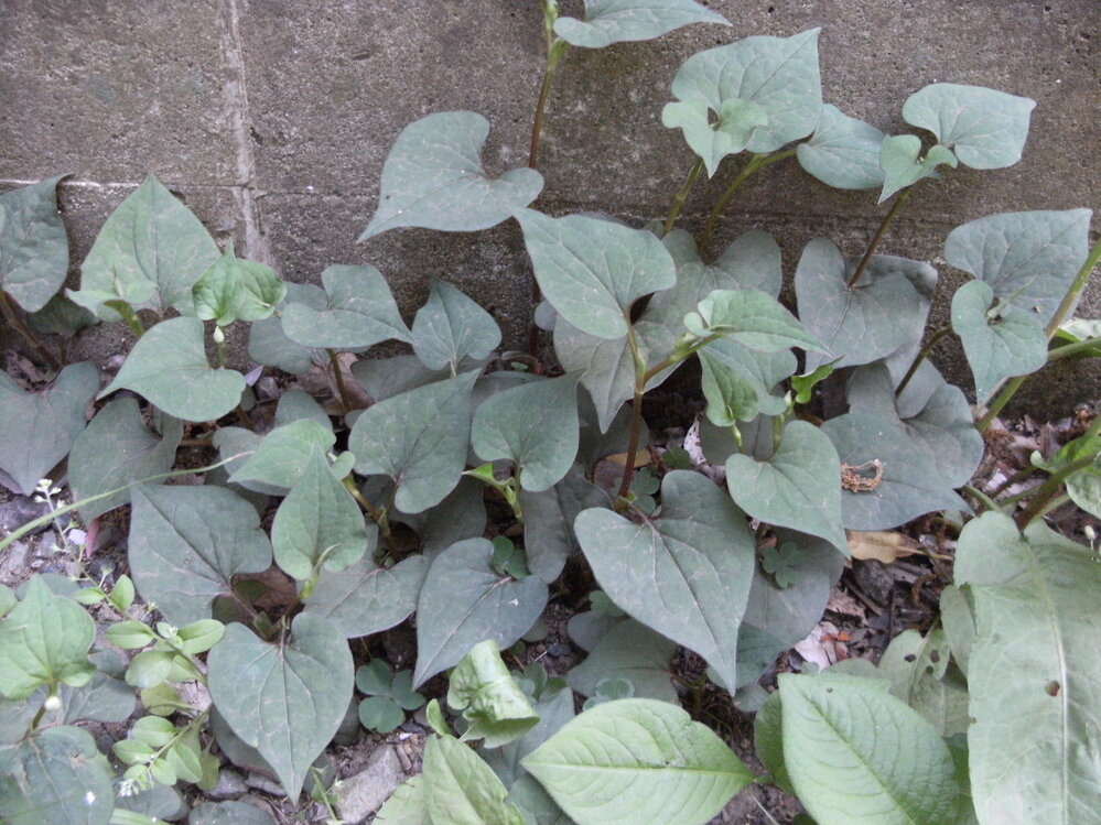 この草の名前は 100枚サツマイモの葉に似たものがやたらに生えてるのに気づき Yahoo 知恵袋