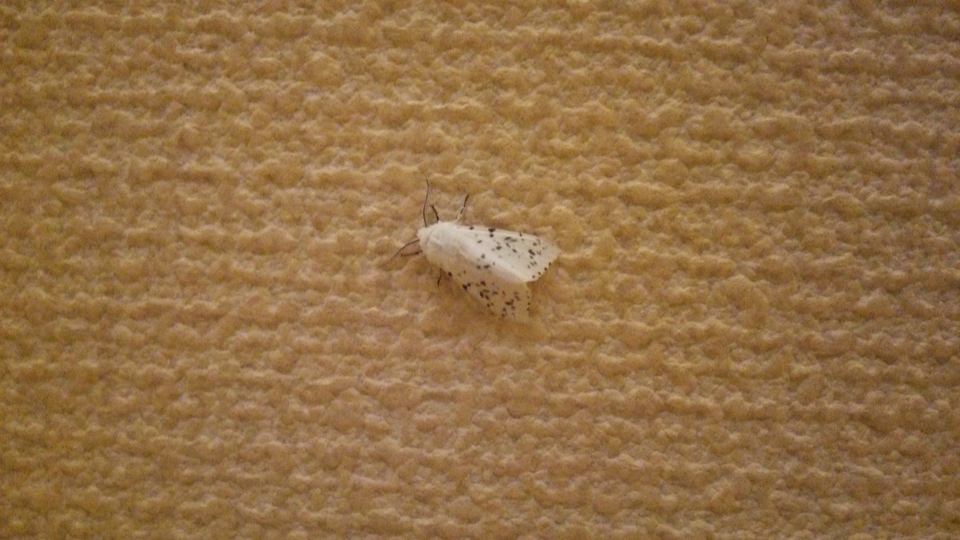 玄関に白い蛾が大量発生しています。 体長は2,3cmくらいで、大きさ以外は&hellip; Yahoo!知恵袋