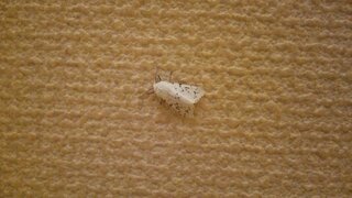 毎年5月ぐらいになると部屋に白い蛾が大量に発生するんですが これなんて言う名 Yahoo 知恵袋