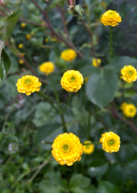 この花の名前を教えてください ラナンキュラスのゴールドコイン Yahoo 知恵袋