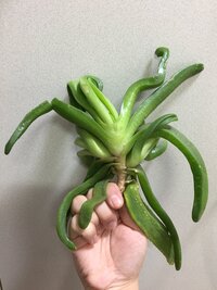 頂き物の多肉植物の名前が分かりません 画像の多肉植物ですが 知人か Yahoo 知恵袋