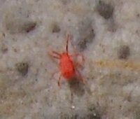 小さな赤い虫 よく壁やコンクリートなどで見かけるのですが赤い Yahoo 知恵袋