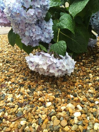 アジサイの育て方について４月中旬に買った鉢植えのアジサイを５月初旬に庭に植え Yahoo 知恵袋