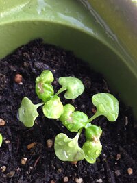 バジルの葉が変色してしまいました 4月上旬に種を植え 少しずつ芽が出てきたあ Yahoo 知恵袋