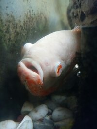 15センチくらいの魚で近くの用水路にいました 体前側はほとんど白で後ろ側がピ Yahoo 知恵袋