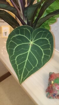 アンスリウムが枯れかかっています 助けて 最近 葉っぱが Yahoo 知恵袋