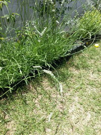 ラベンダーに蕾が出来ないのですが何故でしょうか イングリッシュ Yahoo 知恵袋