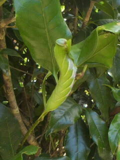 この幼虫は何ですか キンモクセイの木の葉っぱを食べてるみたいです Yahoo 知恵袋