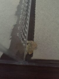 これって卵 フン それとも寄生虫 アオダイショウのベビー 半年 50c Yahoo 知恵袋