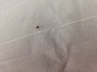 この蜘蛛に羽をつけたみたいな虫は何でしょう笑 草木の汁を吸うアブラムシの Yahoo 知恵袋