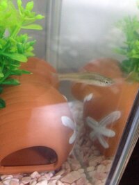 投網の作り方を教えてください 開いた時に直径が２ｍ弱の小さくて網目の細かいも Yahoo 知恵袋