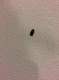 直径1cmほどの 丸い体の黒い虫が壁に張り付いてるのを見つけました これ Yahoo 知恵袋