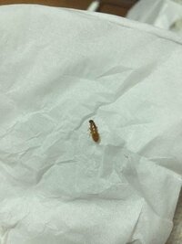 家の中に茶色小さい虫が何処からかわいてきます なんていう名前の虫で Yahoo 知恵袋