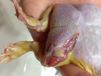 ツノガエルについて質問させてください たった今水換えの時にカエルの Yahoo 知恵袋